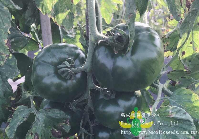 Green Shoulder Tomato 930 - Green Shoulder Tomato 930 (1)